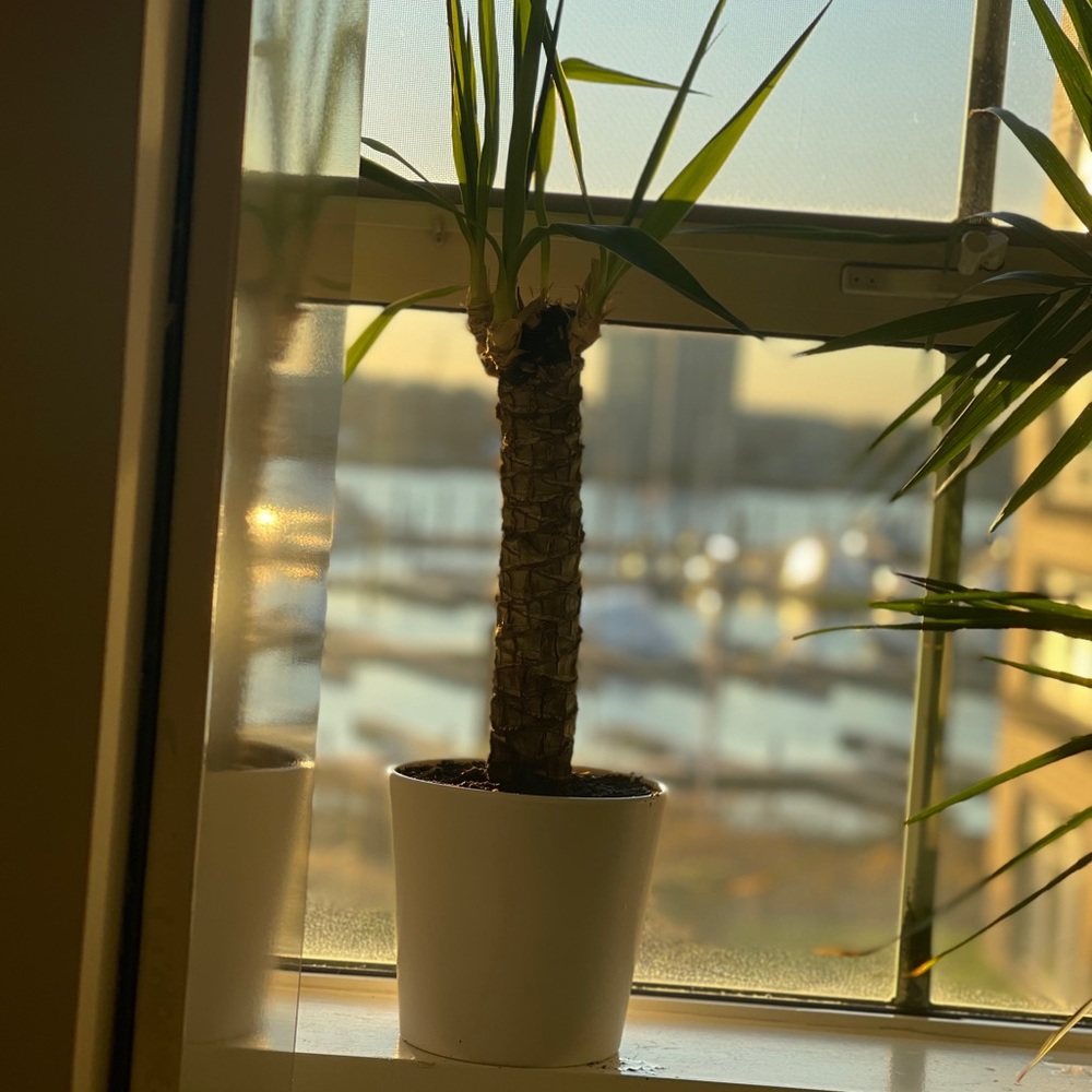 Mini palm tree